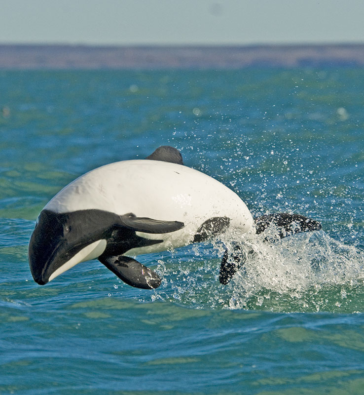 Campamento Darwin - Conservation Wildlife Lodges