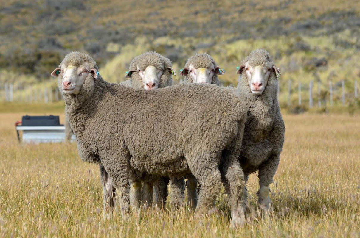 Monte Dinero - Conservation Wildlife Lodges