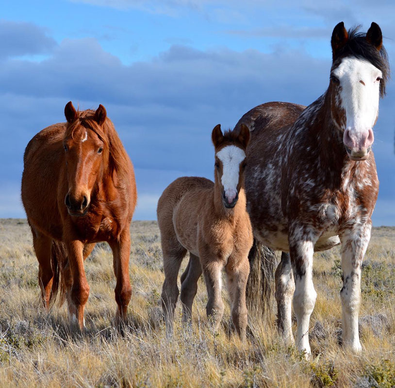 Monte Dinero - Conservation Wildlife Lodges
