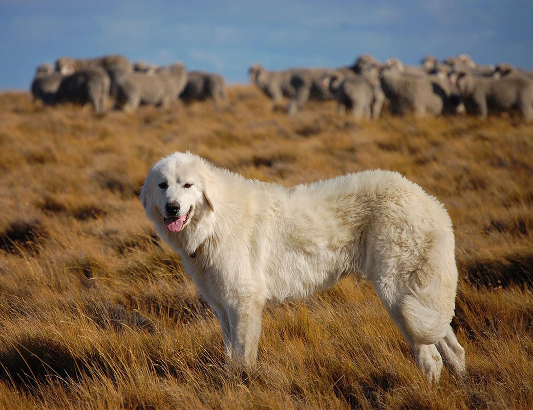 Monte Dinero - Conservation Wildlife Lodges