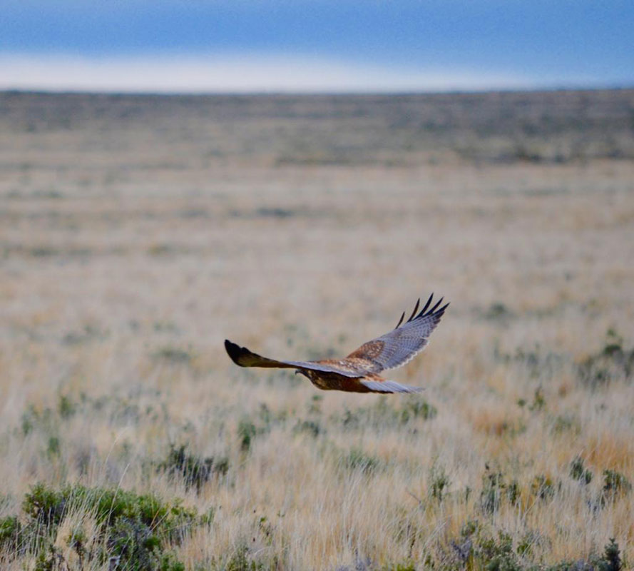 Monte Dinero - Conservation Wildlife Lodges