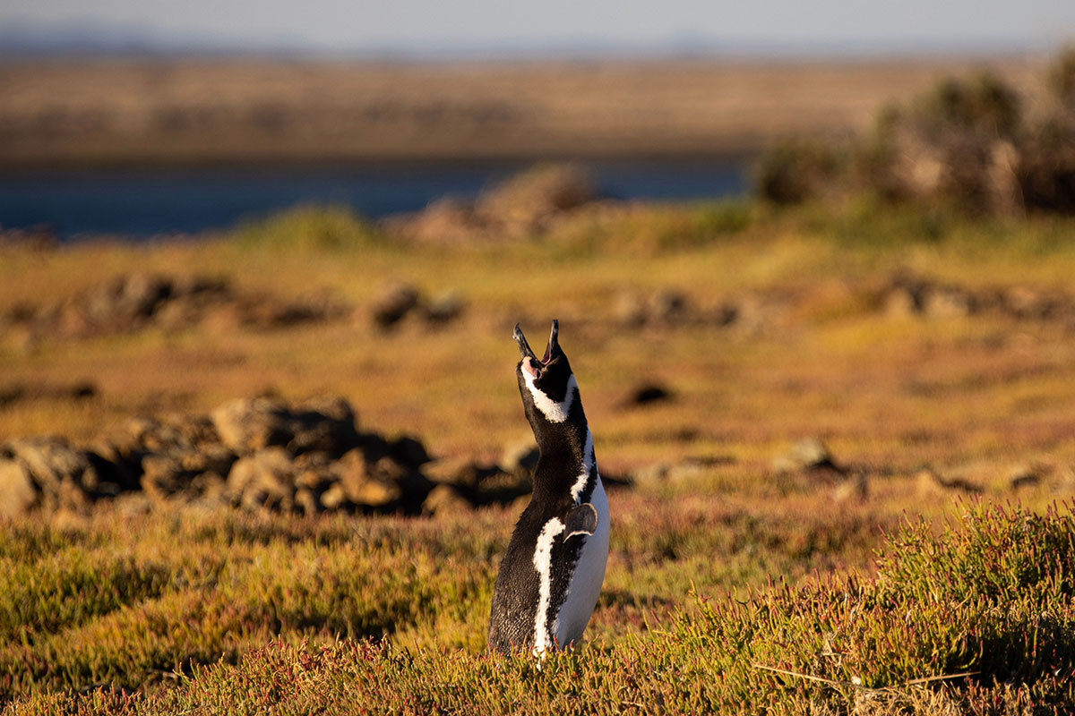 Bahia Bustamante Lodge - Conservation Wildlife Lodges