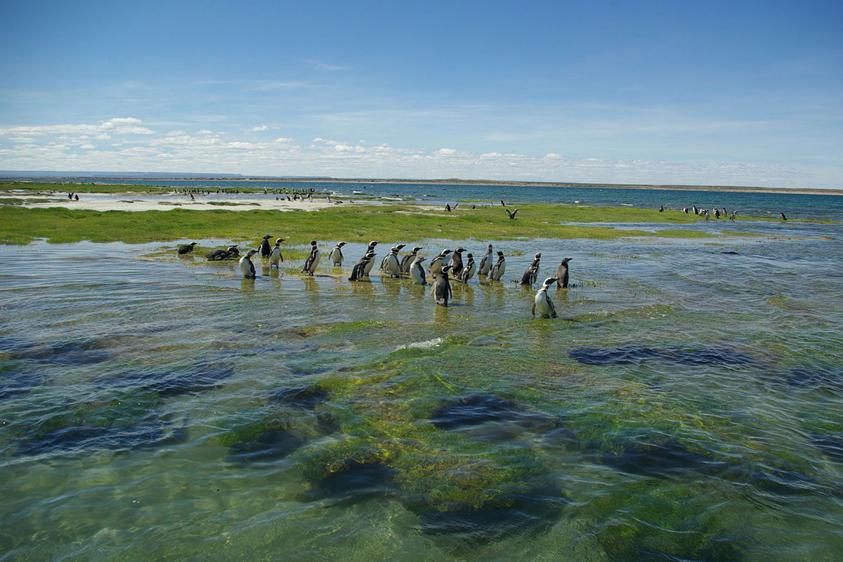 Bahia Bustamante Lodge - Conservation Wildlife Lodges