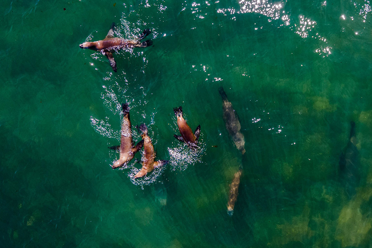 Bahia Bustamante Lodge - Conservation Wildlife Lodges